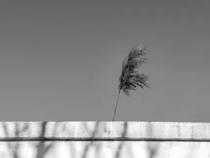 Casino Napoli Mobiilirakendus